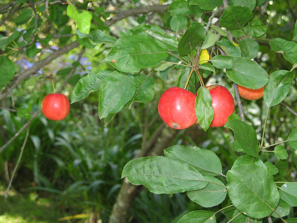 Early apples ripen in December despite the drought.
