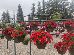 Hanging Baskets