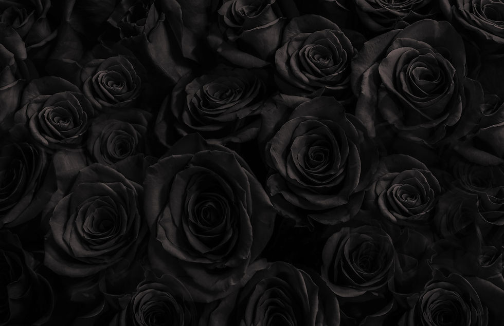  Dark roses background. greeting card with a luxury roses.jpg