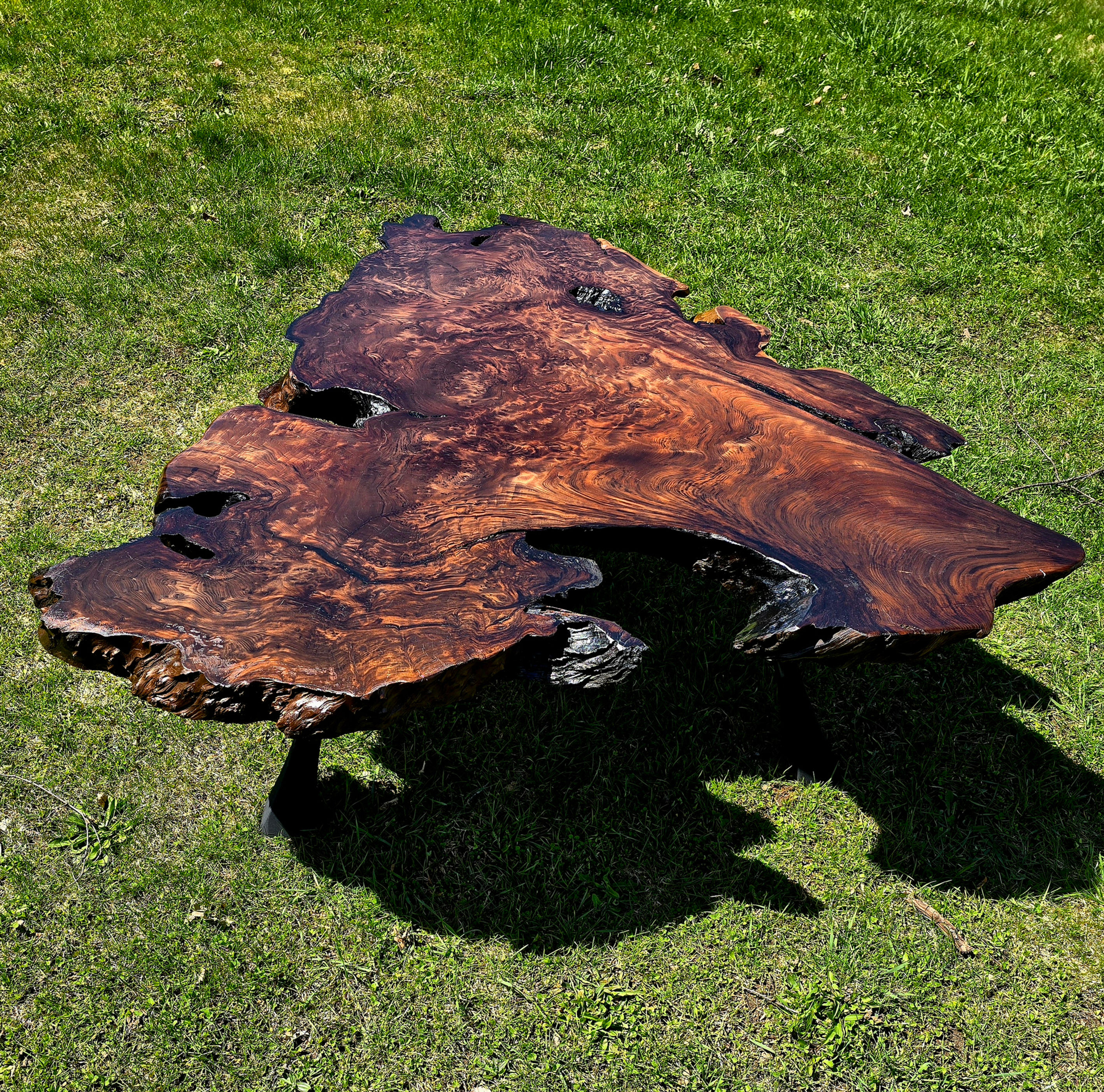 California Redwood Burl Coffee Table