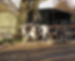 The Importance of Finding Active Neutral in Horse Training