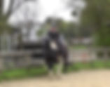 From Commands to Conversations: Redefining Horse Training with Respect