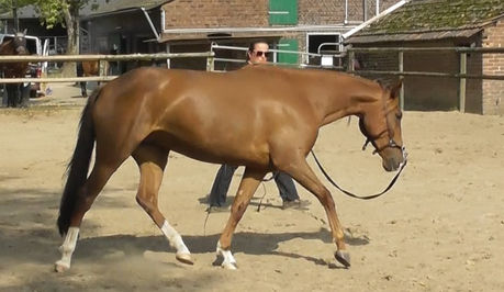 🌿 Every Tiny Change Has Meaning — Until We Teach the Horse That It Hasn’t