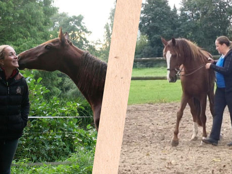 The Bumpy Journey of Horse Training: Navigating Peaks and Valleys