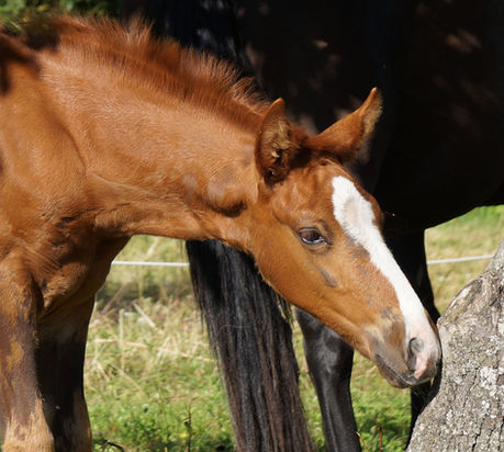 Unlocking True Understanding: The Art of Layering Questions in Horse Training!