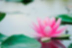istockphoto-1058384458-612x612 lotus 2.jpg