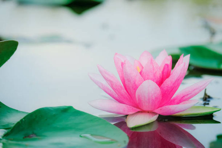 istockphoto-1058384458-612x612 lotus 2.jpg