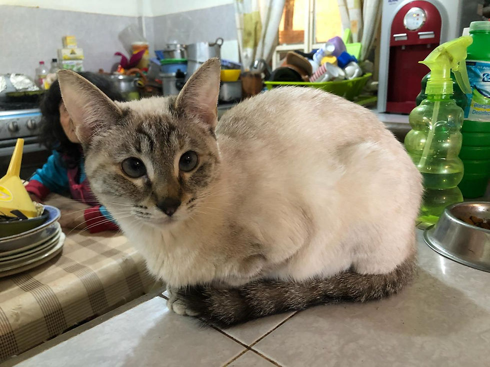 JOHANI