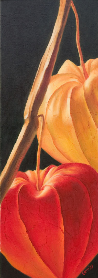 Chinese Lantern Study IV