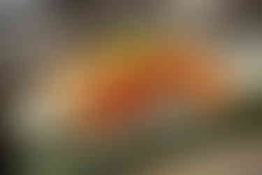 Sausage with tomato sauce and garnish on a white plate, paired with bread. Set on a green cloth, the image is warm and appetizing.