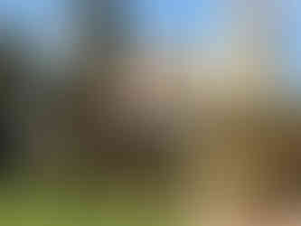 Yellow building with a blue roof and tower, surrounded by palm trees and greenery, under a clear blue sky. Bright, tropical setting. Book Your 2026 Stay At Disney's Caribbean Beach Resort.