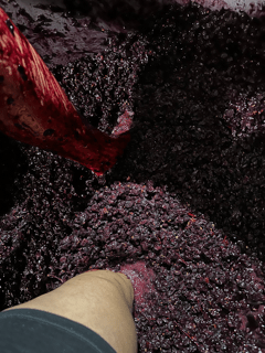 girl stomping on grapes with feet