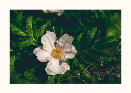 WILD FLOWER
