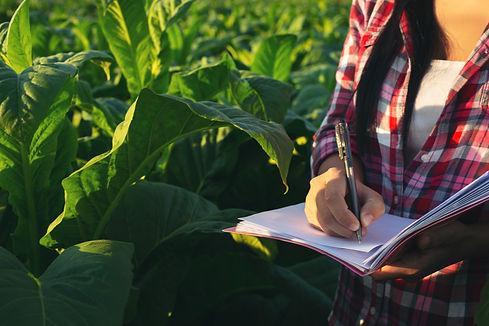 os-fazendeiros-prendem-o-caderno-verificam-campos-de-tabaco-modernos.jpg