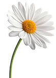 daisy.jpg
