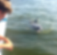 boy looking at dolphin from boat