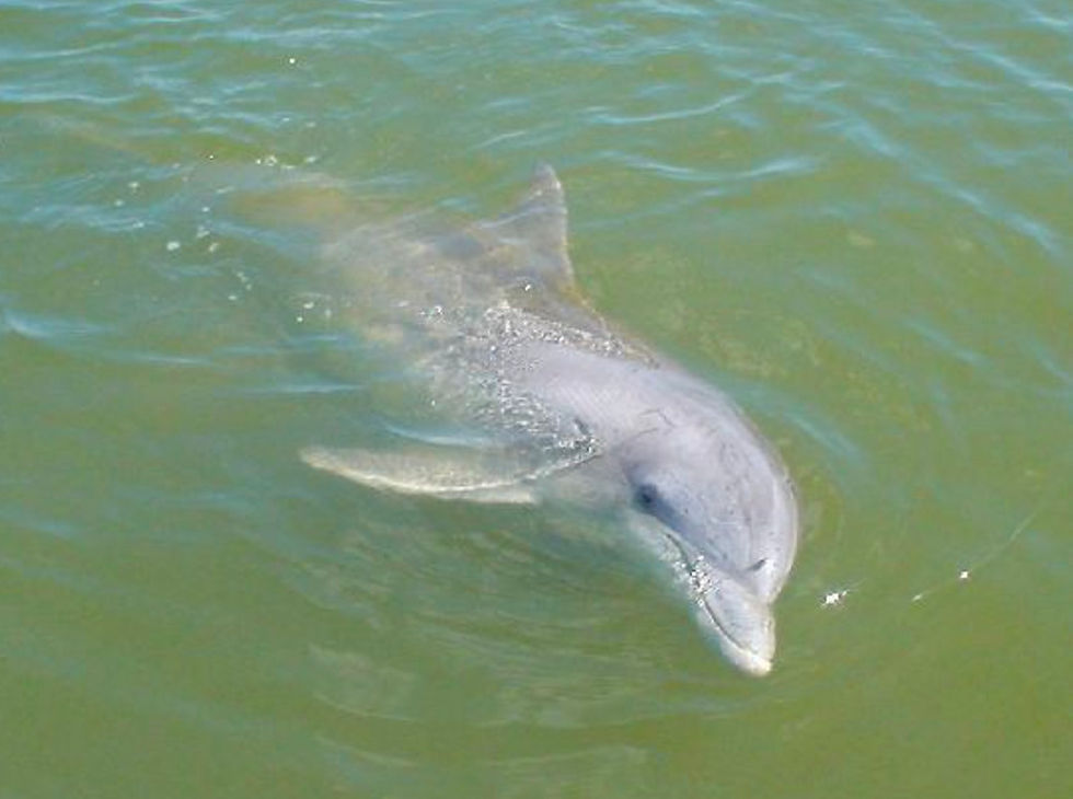 bottlenose dolphin in ocean of hilton head island