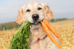 dog-eating-carrots.jpg