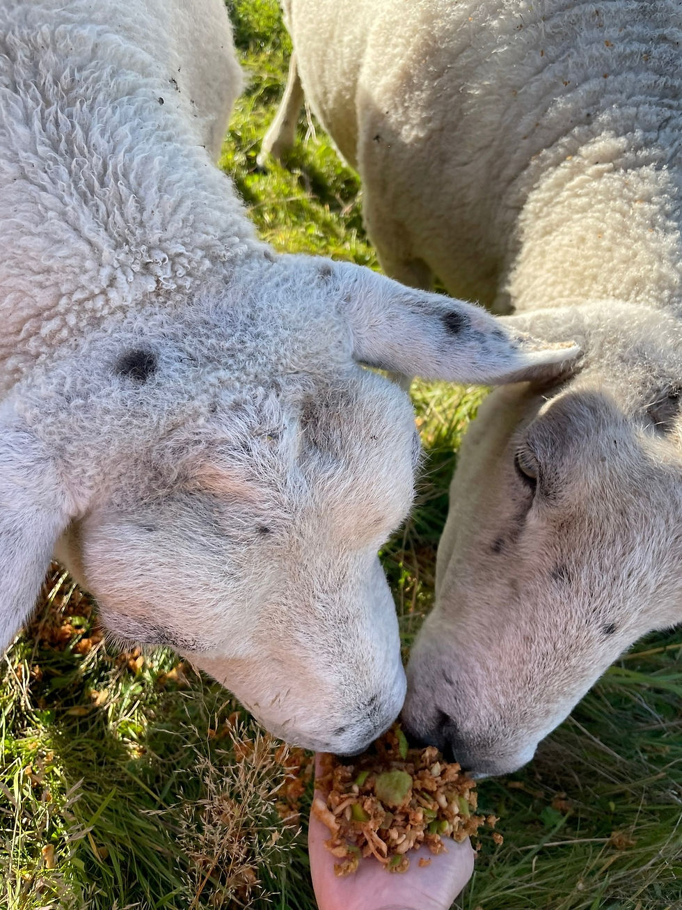 sheep3_edited