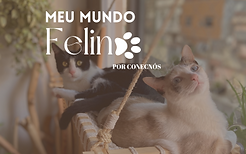 meu mundo felino