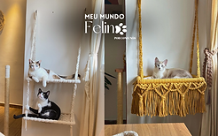 avulso caminha tradicional.png