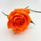 Miniatura: Rosa