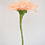 Miniatura: Flor Olivia