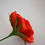 Miniatura: Flor Valentina