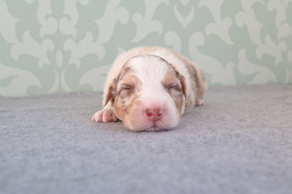 Mila-stor (3 av 3).jpg