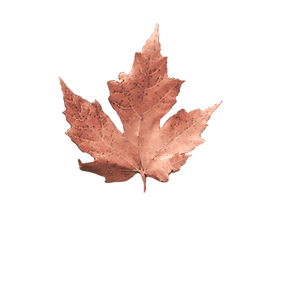 Fall Moody Day_edited_edited_edited.png