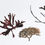 Thumbnail: Wrack, Irish Moss & Red Dulse