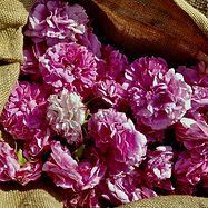 DAMASK ROSE DETAIL