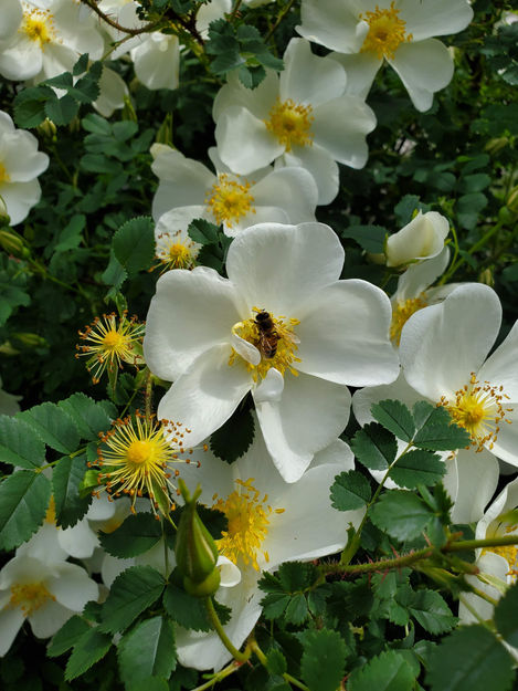 pollinate me, sweet bee