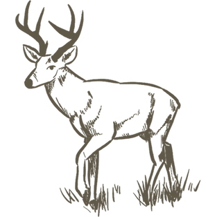 white tail deer.png