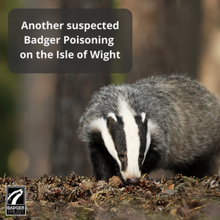 Badger in forest, snuffling among pinecones. Text: "Another suspected Badger Poisoning on the Isle of Wight." Badger Trust logo.
