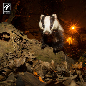 Badger on forest floor, surrounded by leaves and trees. Nighttime with streetlights in background. Moody and calm. "Badger Trust" logo visible.
