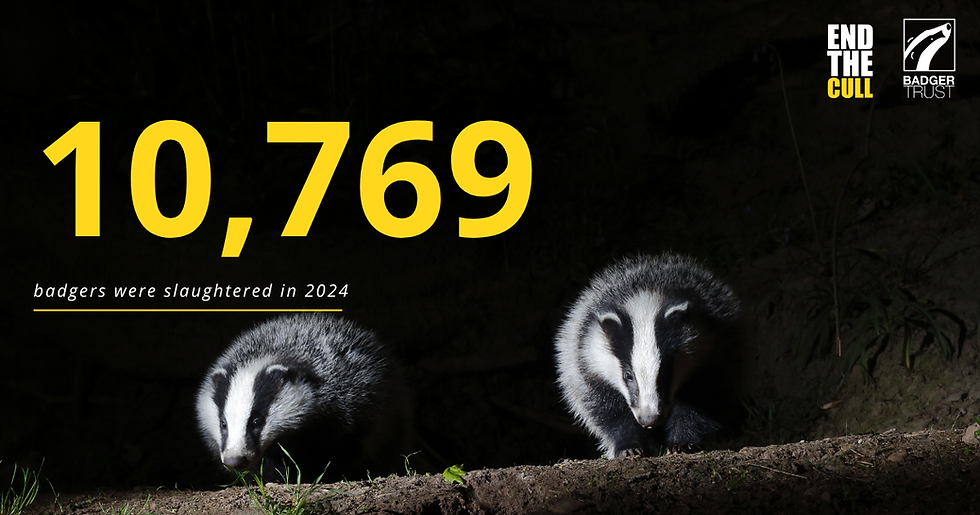 Two badgers on a dark forest floor. Text: "10,769 badgers were slaughtered in 2024." Emotive appeal to end the cull.