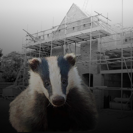 A badger in front of a house construction.