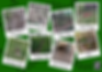 Collage of photos with labels: Paw Print, Latrine/Dung Pit, Main Sett, Spoil Heap, Foraging Signs, Badger Path, Sett Entrance, Hair. Badger tracks.
