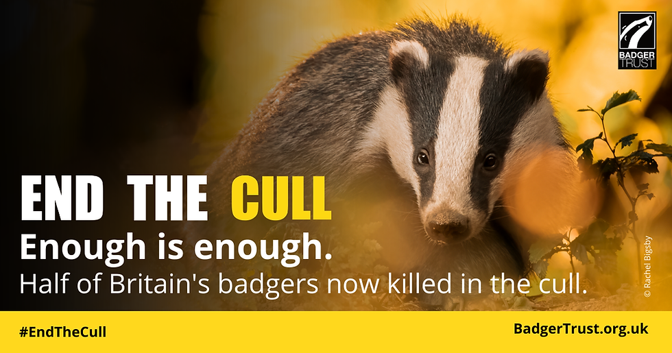 Badger staring towards camera with End the Cull: Enough is enough. Half of Britain's badgers now killed in the cull