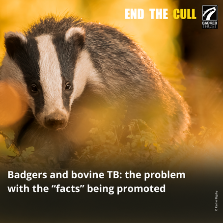 Badger in a warm, sunlit setting. Text: "End the cull" and "Badgers and bovine TB: the problem with the 'facts' being promoted."