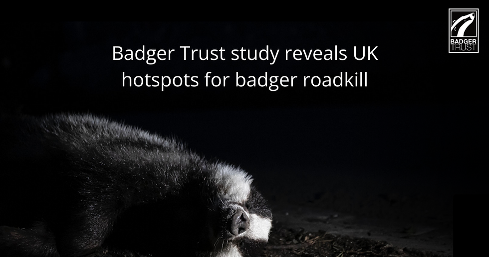 A badger on dark ground, with text: "Badger Trust study reveals UK hotspots for badger roadkill." Logo in the corner.