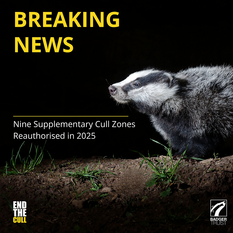Badger in the dark; text in yellow: Breaking News; white text: Nine Supplementary Cull Zones Reauthorised in 2025; somber mood.