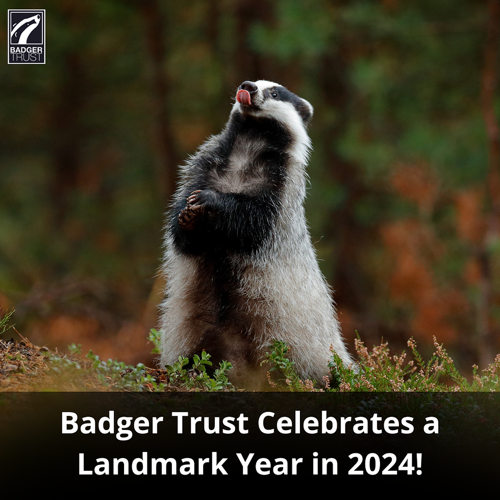 badger standing on its hind legs with its hands together and tongue out. Text reads "Badger Trust celebrates a Landmark Year in 2024"