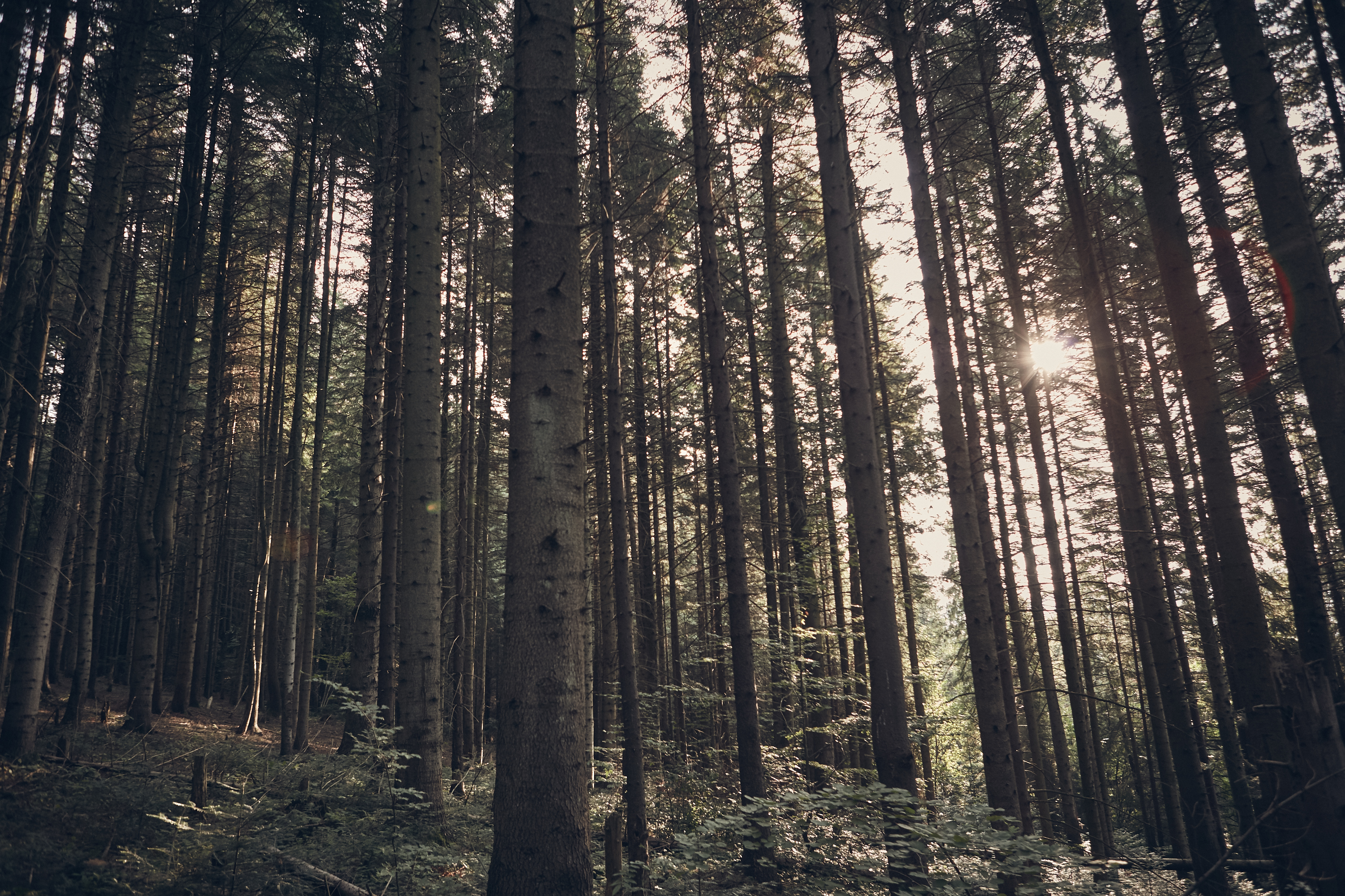 Green Forest