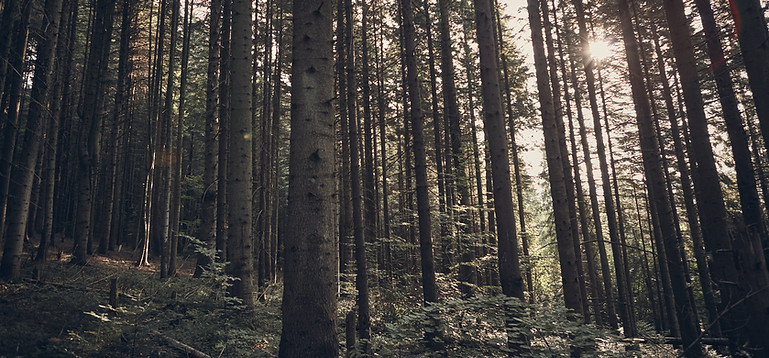 Waldlandschaft – Symbol für Nachhaltigkeit und Umweltbewusstsein, die bei OksWeldings in der Herstellung von Upcycling-Möbeln aus Seecontainern berücksichtigt wird