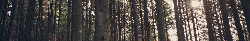 Green Forest