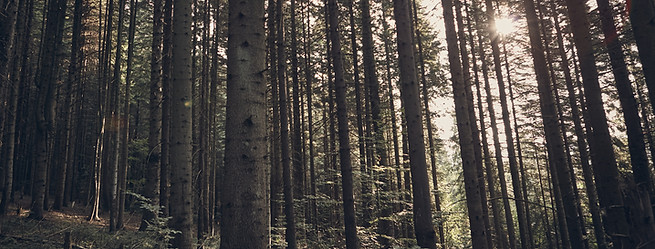 Forêt verte