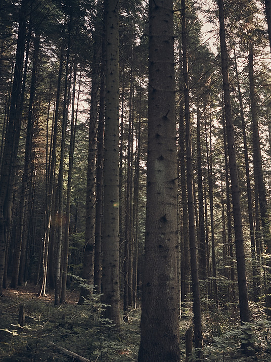 Grüner Wald