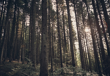 Green Forest